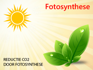 fotosynthese